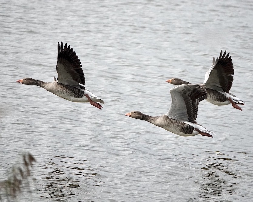 greylag geese